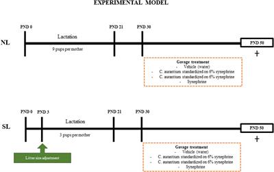 Citrus aurantium L. and synephrine improve brown adipose tissue function in adolescent mice programmed by early postnatal overfeeding